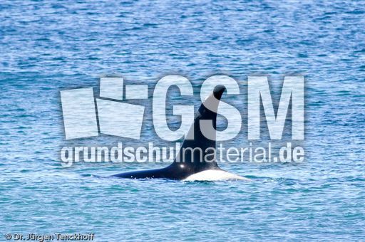 Orca (49 von 59).jpg